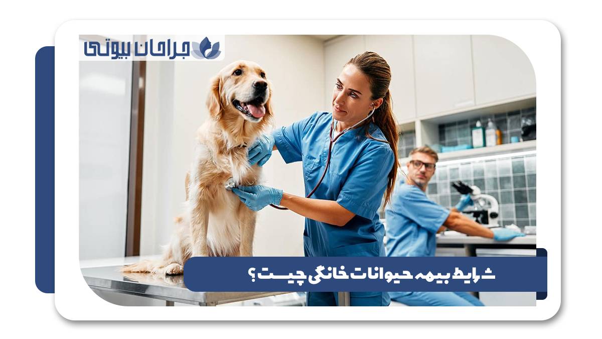 شرایط بیمه حیوانات خانگی چیست؟